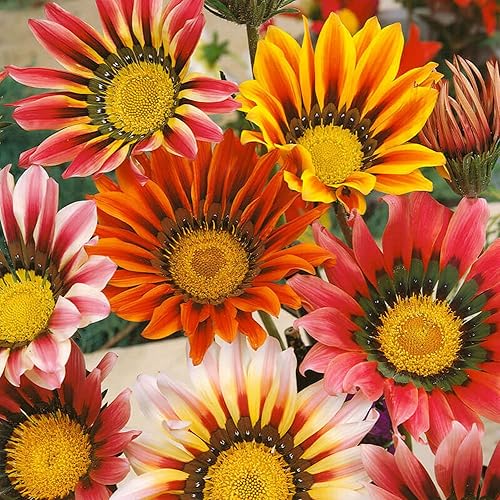Miniatura 2 de Más de 350 semillas de Gazania para plantar plantas tolerantes al calor y a la sequía para jardín Gazania Flower Ground Cover Plantas para el hogar,
