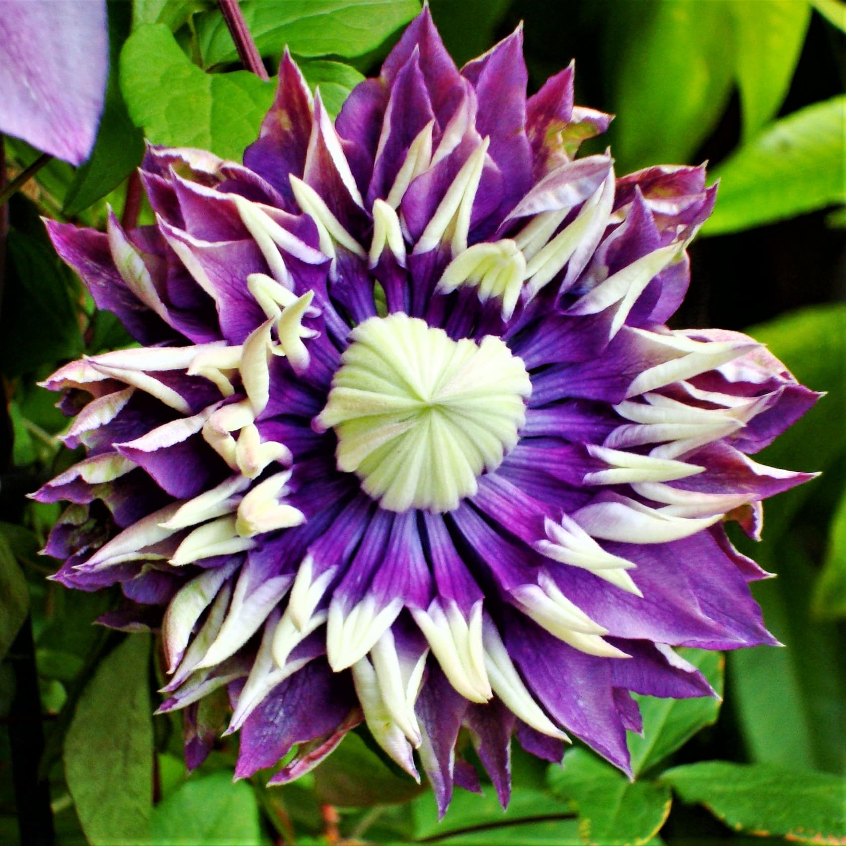 Easy to Grow Clematis Taiga