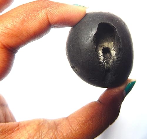 Miniatura 2 de Sacred Surya Maha Vishnu Buddha Dev Shaligram Nepal Kali Gandaki