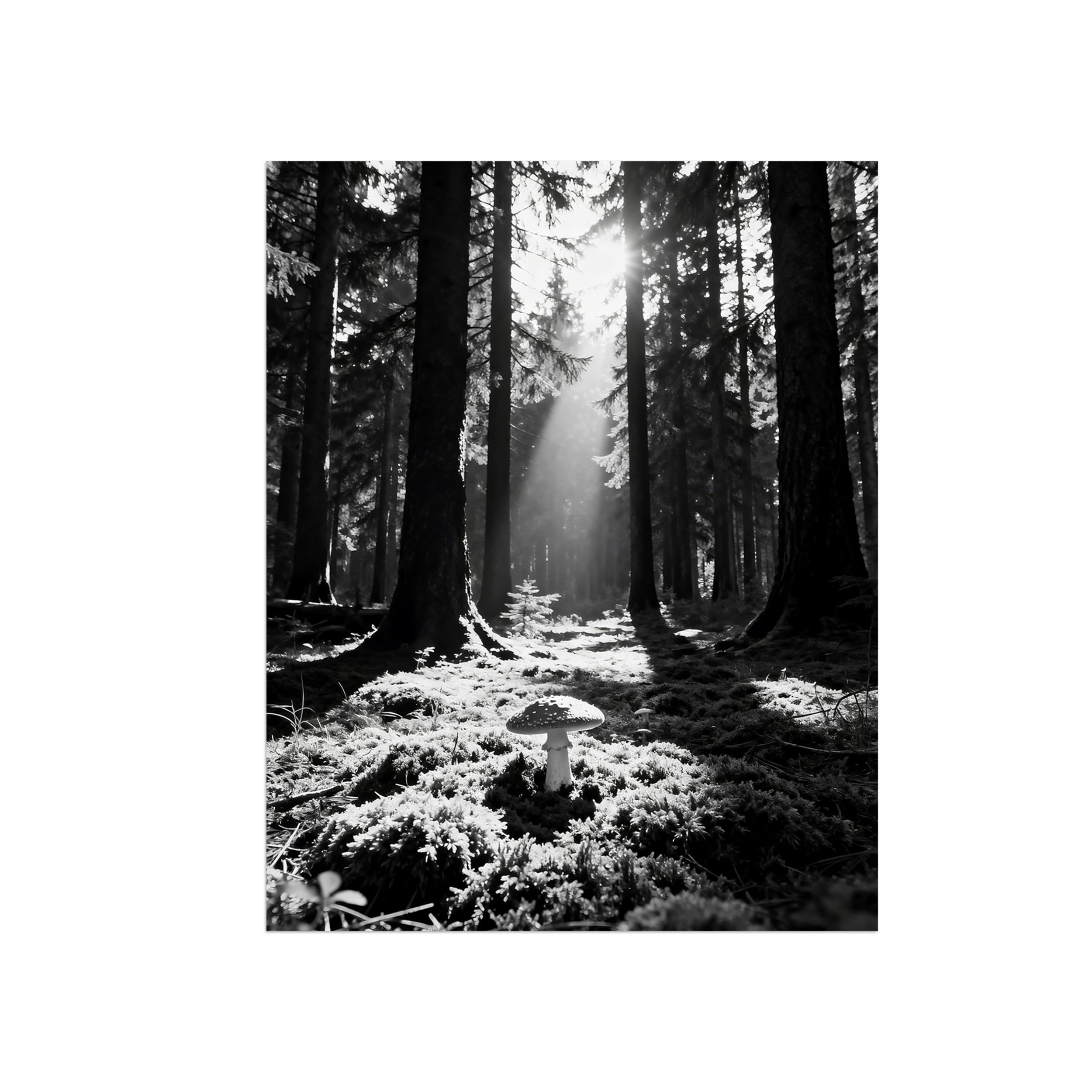 Black White Landscape Wall Art. Tree Sunshine 3. Picture 90x117cm Framed