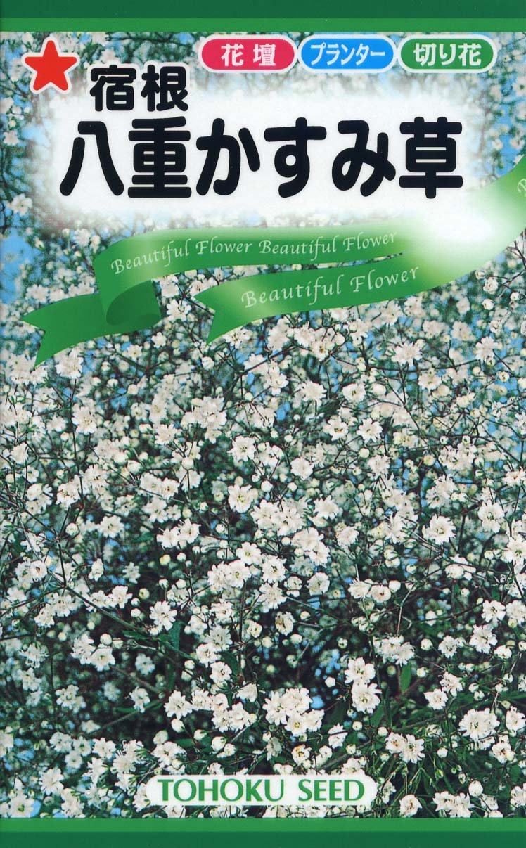 Amazon | 株式会社トーホク 宿根八重かすみ草 09893 | 野菜