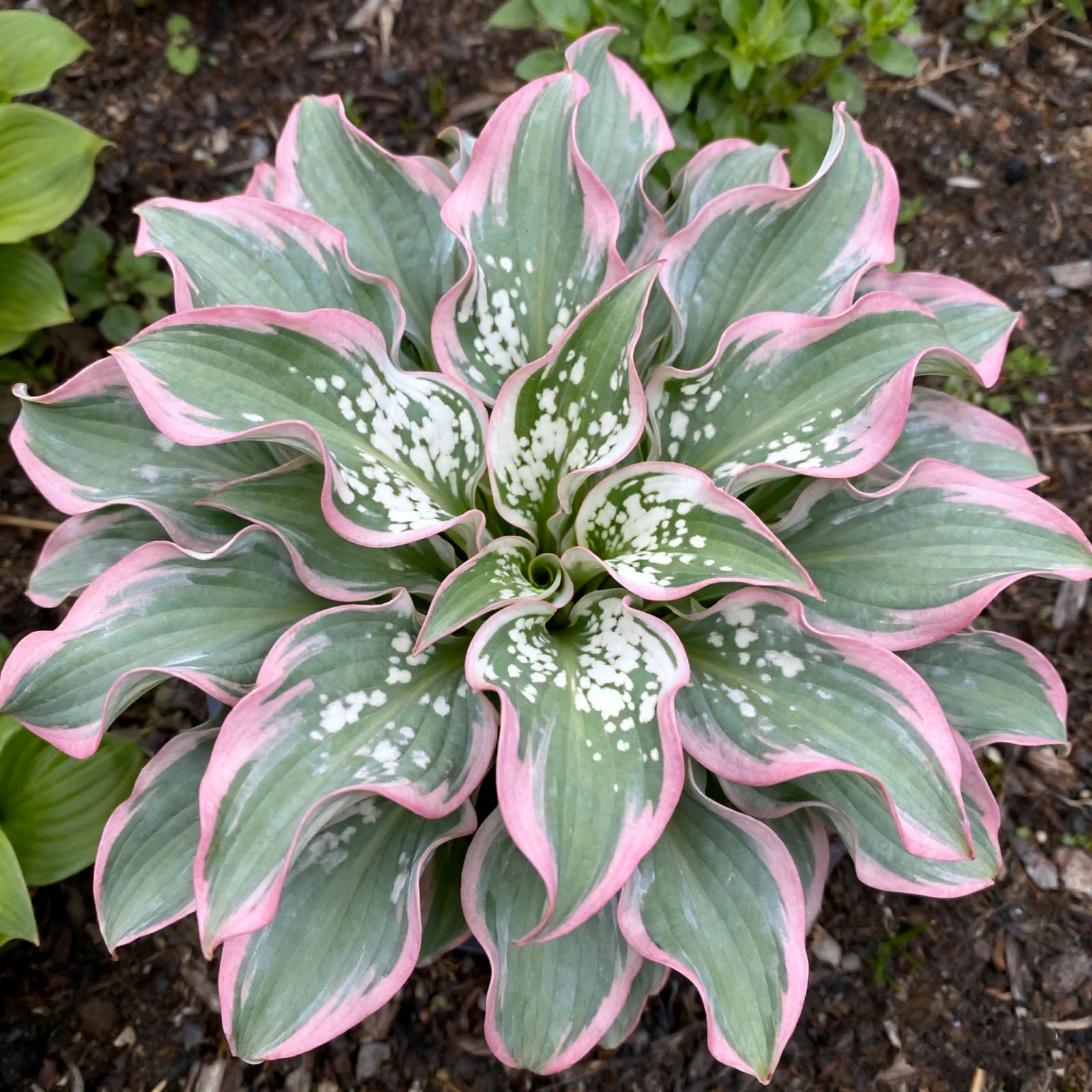 Hosta Bulbs for Planting Now UK Perennial Ornamental Good for Containers Easy Grow UK Garden Ready Plants for Borders/Excellent Display Hardy Perennials,-6 Bulbs-I