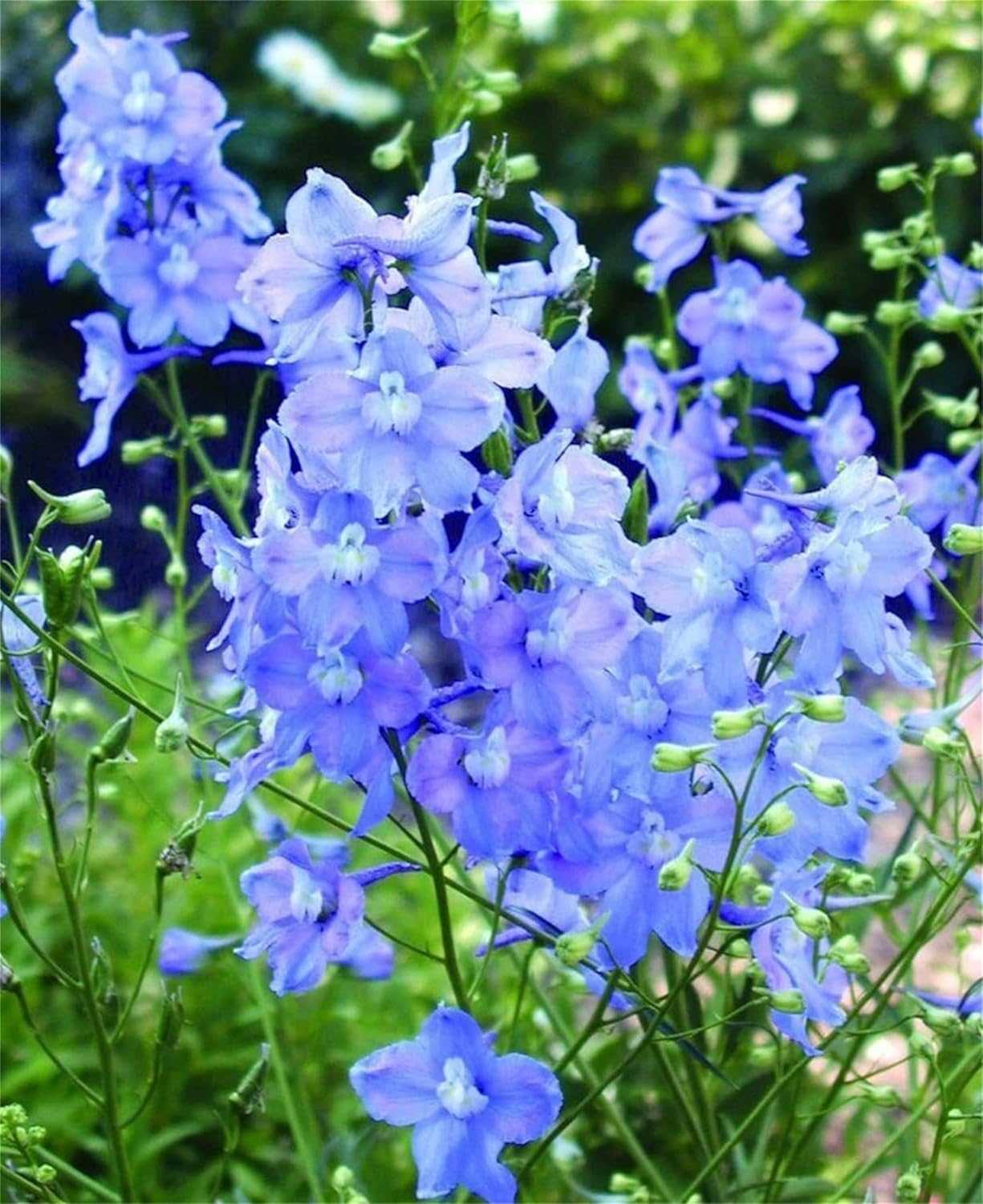 zellajake Rare Flower Seeds 200 Belladonna Mixed Color