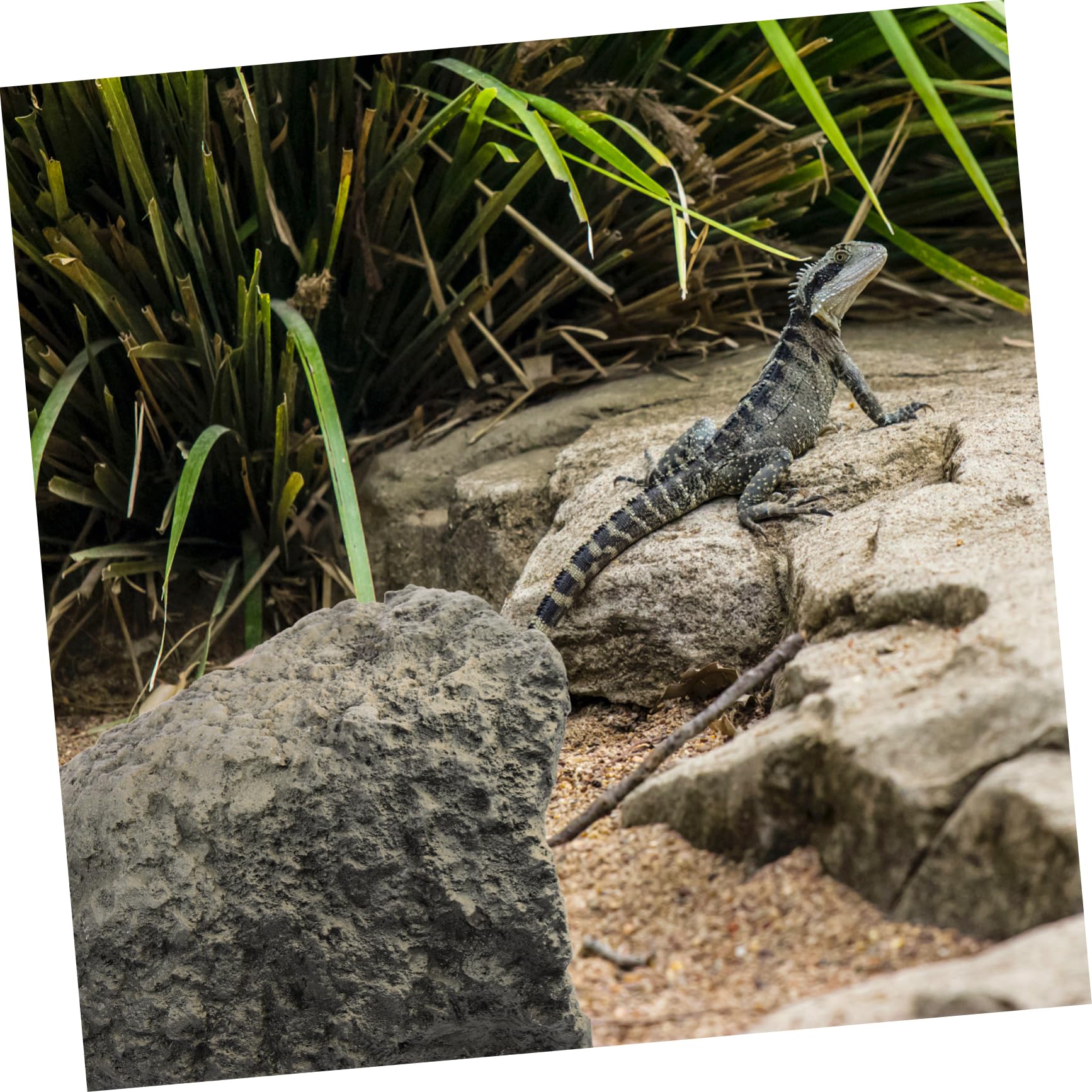 DOITOOL Refugio De Resina para Reptiles Plataforma De Sol y Diseño Natural Decoración De Terrario para Tortugas Lagartijas y Arácnidos para Hábitats De Acuarios y Terrarios