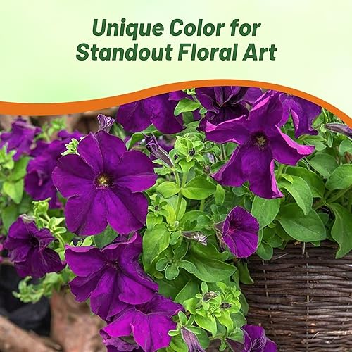 Miniatura 6 de Outsidepride 250 semillas anuales de Petunia Multiflora Violet Flower Seeds para plantar