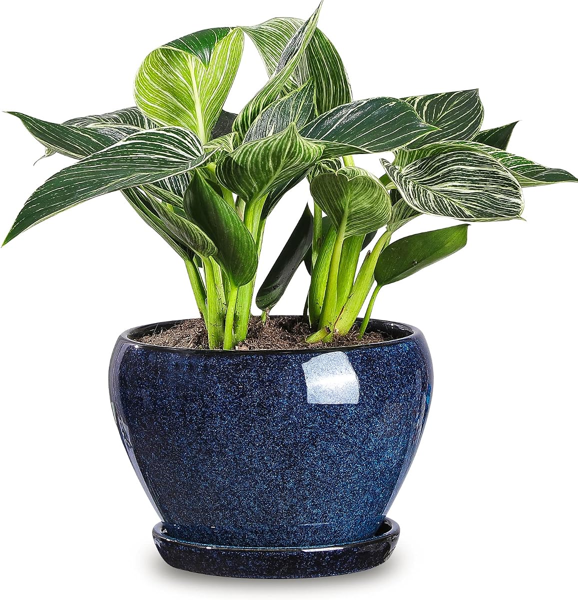 Vicrays Macetas de cerámica para interiores – Maceta de 6.5 pulgadas con orificio de drenaje y platillo para suculentas orquídeas, flores, hierbas, cactus – Ideal para jardinería, hogar, escritorio, oficina, decoración – azul