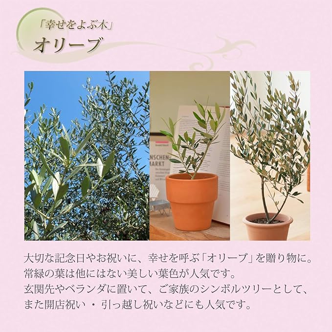 Amazon 花のギフト社 観葉植物 オリーブの木 素焼 鉢植え 4号 インテリア グリーン 品種 おまかせ 観葉植物 オンライン通販
