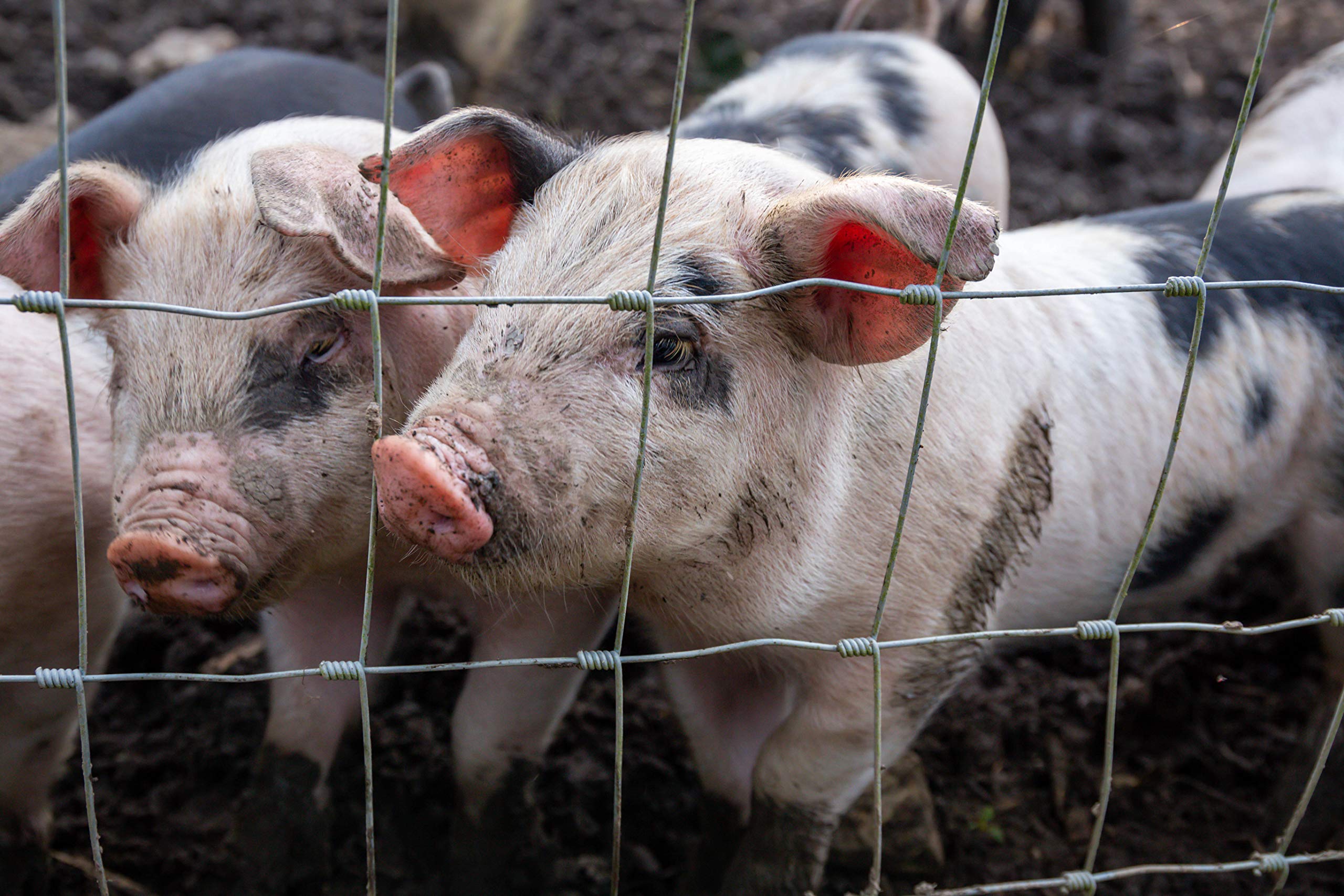 100 m, rete di protezione da animali selvatici, rete per zona boschiva, rete pastorale, rete metallica 180/24/15