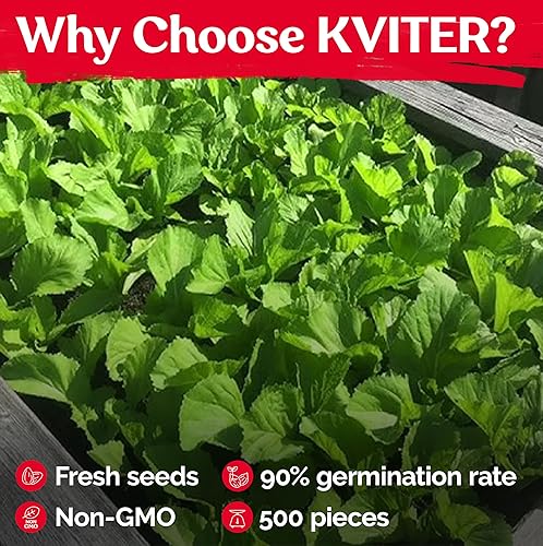 Miniatura 5 de KVITER 500 Semillas de Mostaza Oriental  Mostaza China, GAI Choy  Brassica Juncea  Semillas frescas orgánicas para plantar  Semillas vivas para el