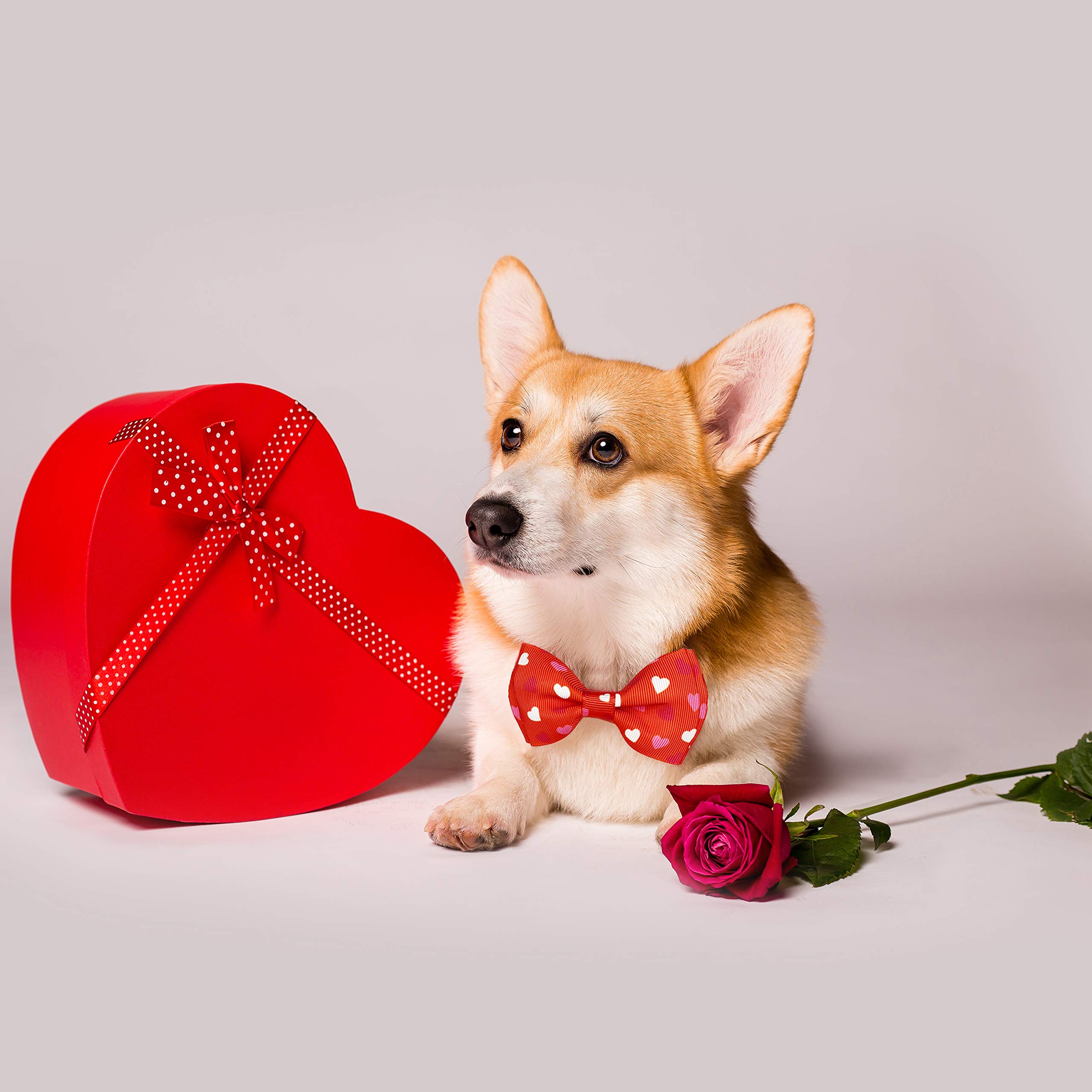 Valentinstags-Hundehalsband Mit Fliege – Baumwolle, Verstellbar 34-53 Cm, Mit Herzen