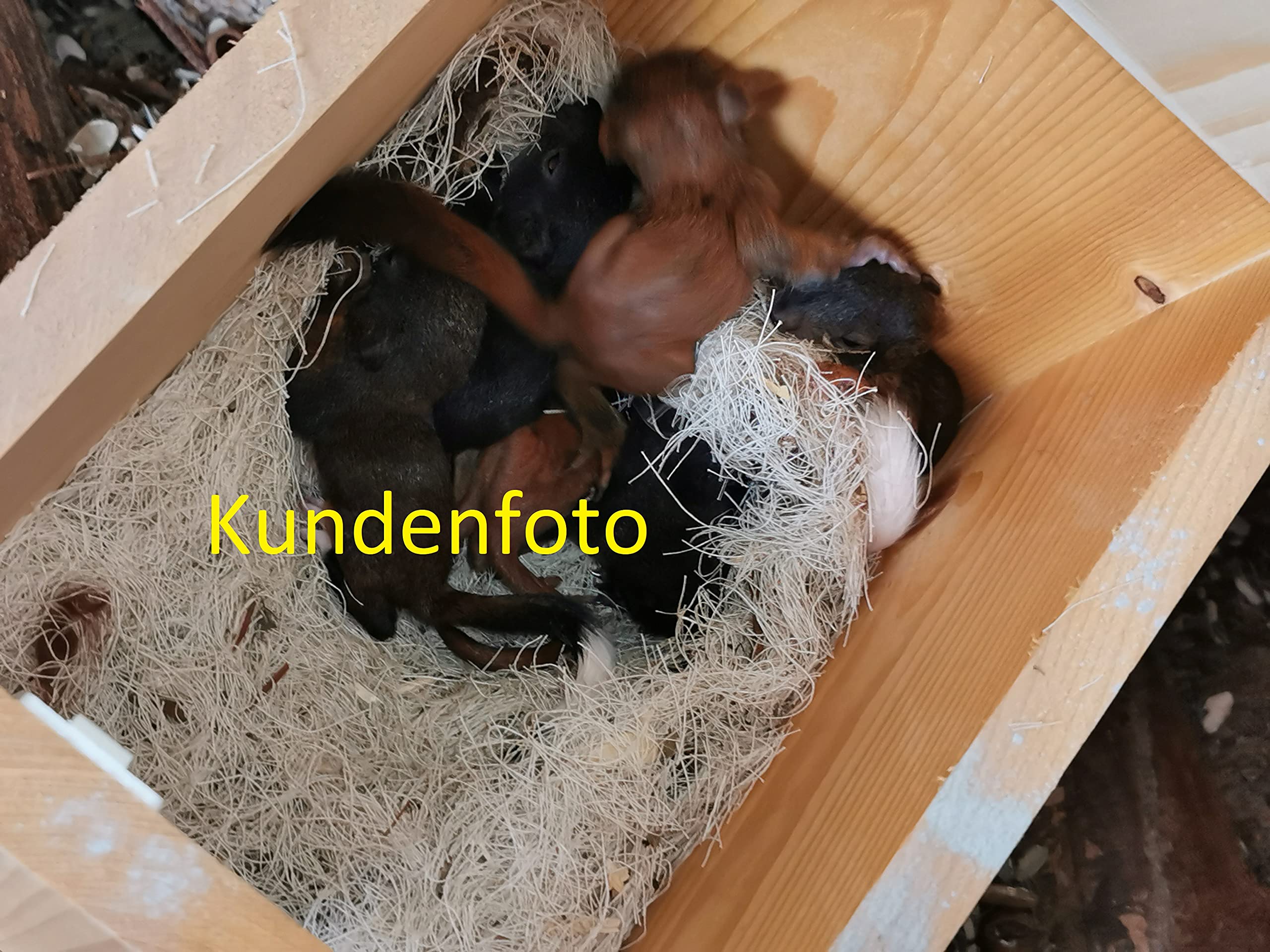 XXXL Eichhörnchen Kobel/Futterhaus aus hochwertigem Vollholz, deutsches Qualitätsprodukt,von Hand gefertigt im Bayerischen Wald (Eichhörnchenkobel naturbelassen)