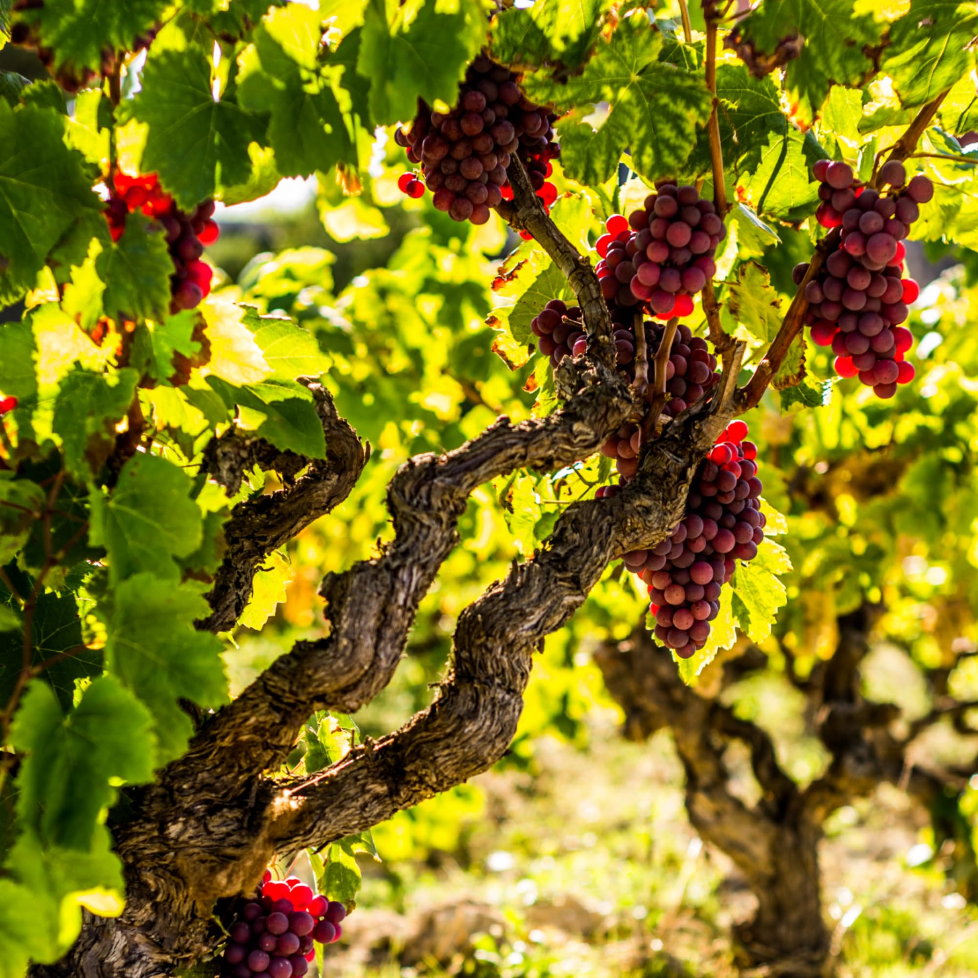 Plant in a Box - Plants de raisin - Set de 3 - Vitis Vinifera - Raisin Rouge - Vigne 'pinot gris' - Pot 9cm - Hauteur 25-40cm