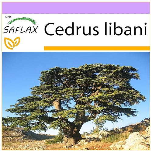SAFLAX - Lebanon Cedar - 20 Seeds - Cedrus libani