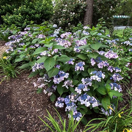 Miniatura 9 de The Original Endless Summer Hydrangea - 3 galones - Flores de rosa a azul - Arbusto caducifolio - Zonas de resistencia 4-9 - Hydrangea macrophylla