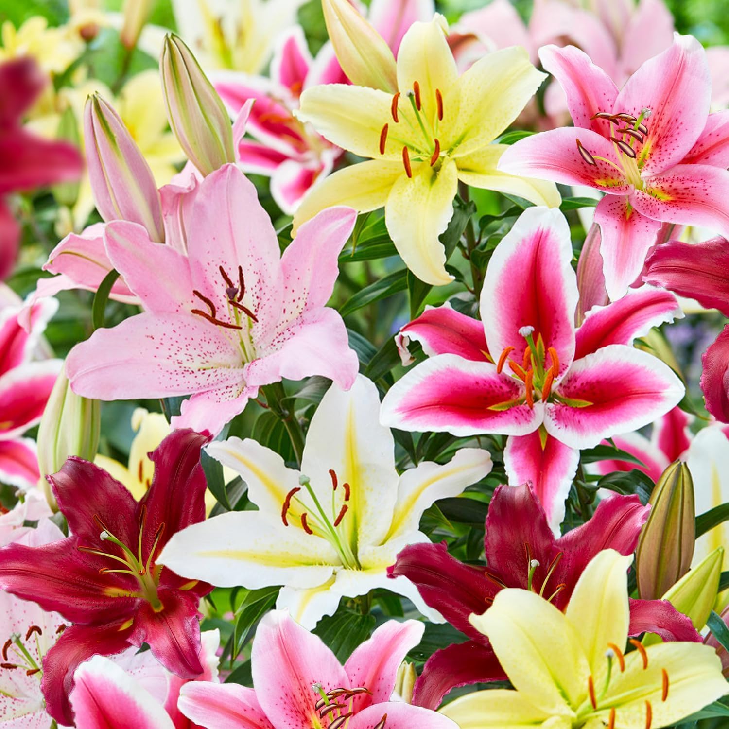 Colección de lirios orientales (15 bulbos) en 5 variedades | 3 de cada color, bulbos de flores perennes y resistentes al invierno, mezcla de Holanda para jardín , no artificiales)