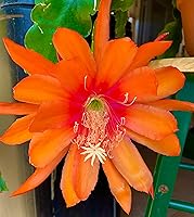 Vista 4 de Epiphyllum Orchird Cactus (Super Rare Clarity Abraxas)