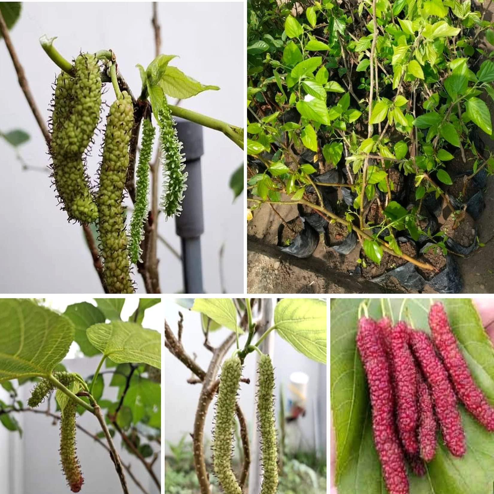 AGRO ALIVE Pakistani Long Mulberry plant black long mulberry plant (grafted plant) (B0BWV67WCN) Amazon Price History, Amazon Price Tracker
