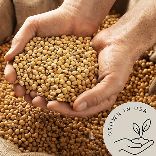 Miniatura 4 de Be Still Farms Frijoles de Soja Orgánicos a Granel (4.8 lb)  Frijoles de Soja Secos  también conocidos como Nueces de Soja, ideales para Edamame,