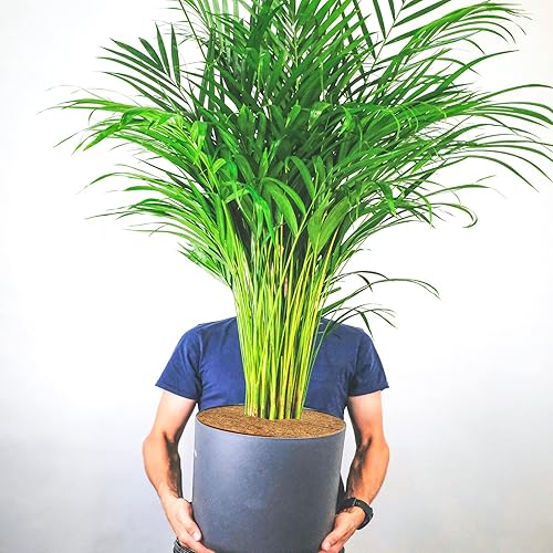 Miniatura 7 de ZeeDix 12 alfombrillas protectoras de fibra de coco, 11.8 pulgadas, cubierta de plantas, tapete de mantillo para malezas, anillo de mantillo de