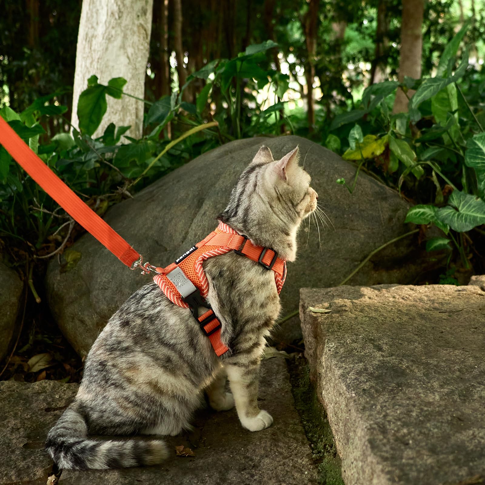 Harnais et laisse anti-fugue pour chat - Taille M - Orange