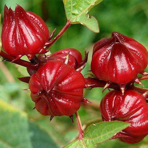 Palm Beach Medicinal Herbs - Roselle Rojo (Hibiscus sabdariffa) - Paquete de 50 Semillas