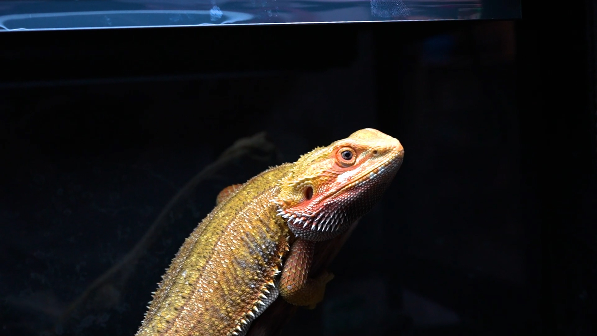 T5 Reptile Light Fixture Combo Kit 24W Light Fixture Reptile Terrarium Hood 10.0 UVB Light Bulb Fluorescent Tube Ideal for Tropical and Deserts Such as Bearded Dragon Lizards and Tortoises - image 8