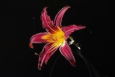 Review Image by Ron Ron