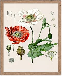 Amazon.com: Poster Master Vintage Botanical Poster - Retro Floral ...