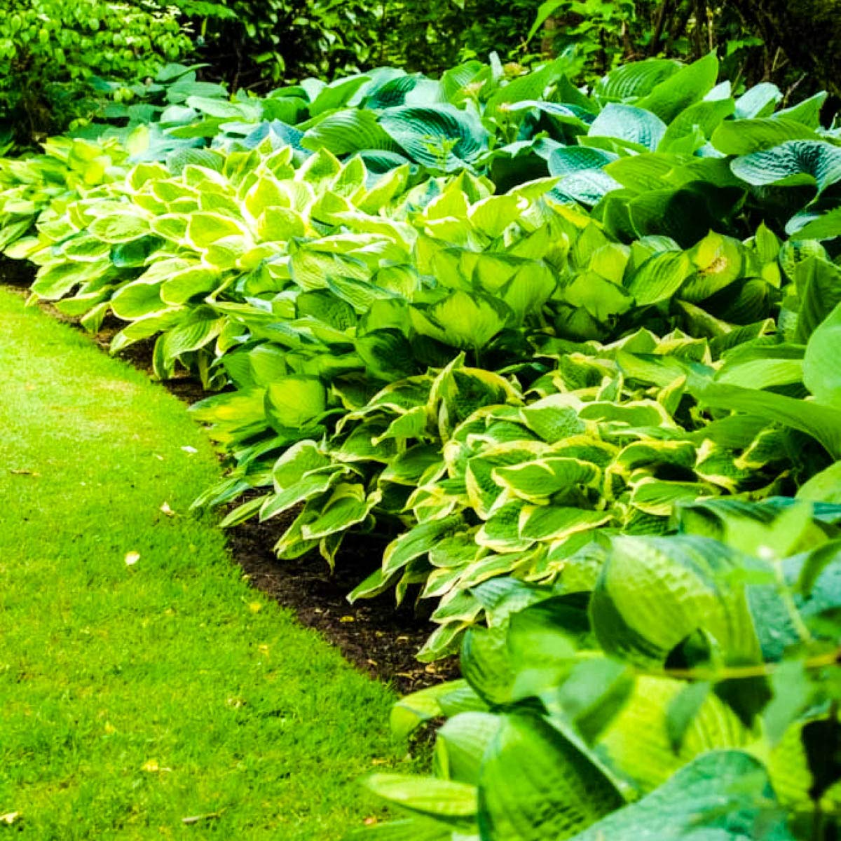 Colección De Hostas Premium – 10 Variedades Diferentes, Plantas Perennes De Sombra, Raíz Desnuda (sin Semillas)