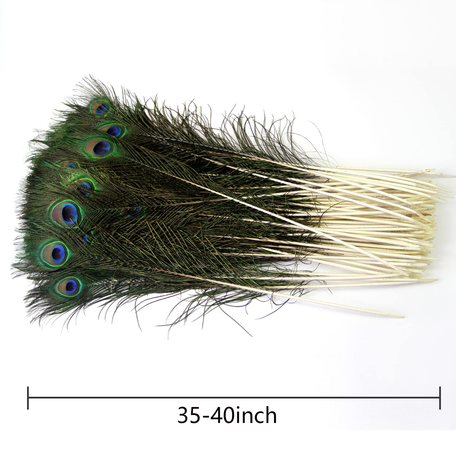 40 Peacock Feathers (Pack of 100)