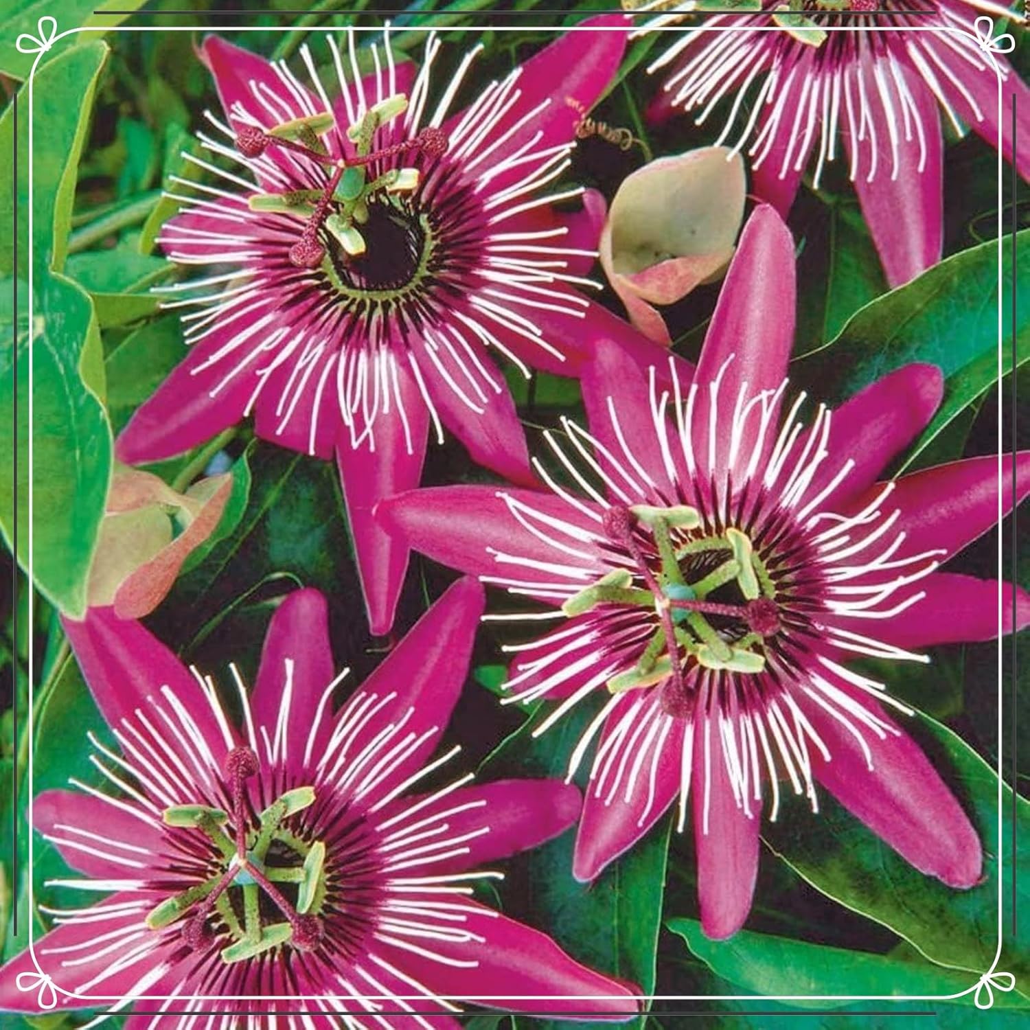 Clematis winterhart mehrjährig immergrün,clematis zwiebeln, Clematis