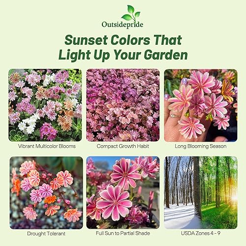 Miniatura 2 de Outsidepride Sunset Strain Lewisia - Semillas de flores para plantar, 25 piezas de semillas perennes tolerantes a la sequía con flores atractivas y