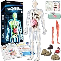 GobiDex Glow-in-the-Dark Human Skeleton Model Kit, 40-Piece Interactive Anatomy STEM Toy for Kids 8+, Science Educational Gift