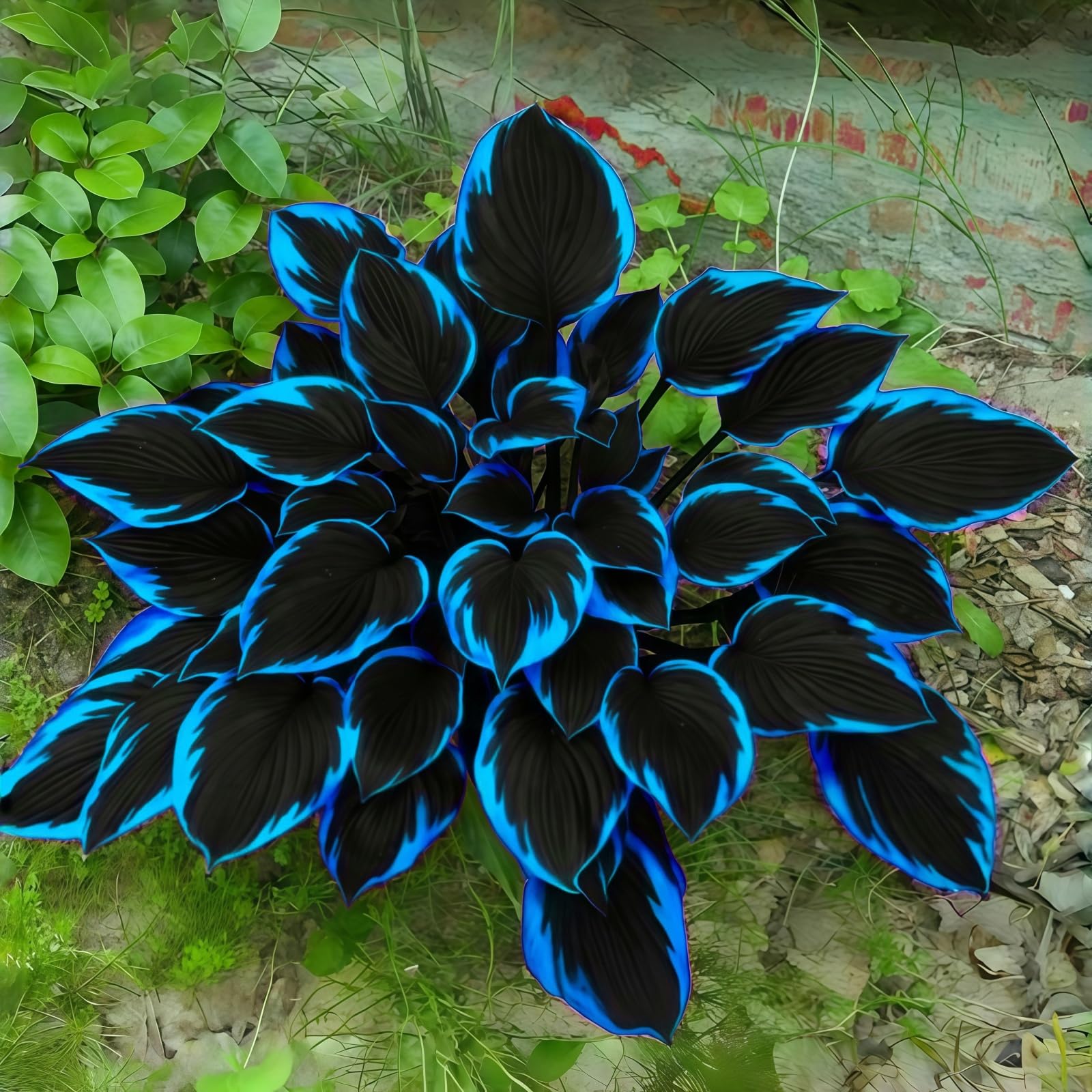 Rare Hostas for Planting UK, Hardy Perennial, Excellent Display, Mix Greening Flower, Natural Organic, Wedding, Balcony Garden-10 Bulbs-J