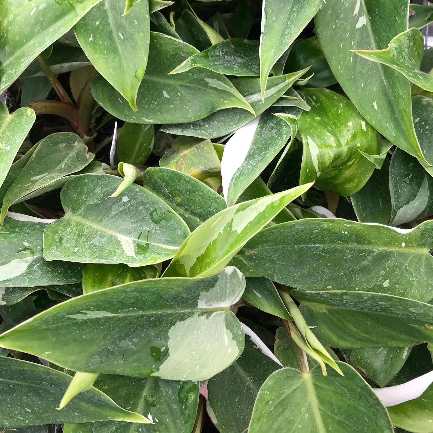philodendron spruceanum Buy Philodendron Goeldii 'Fun Bun' Plants