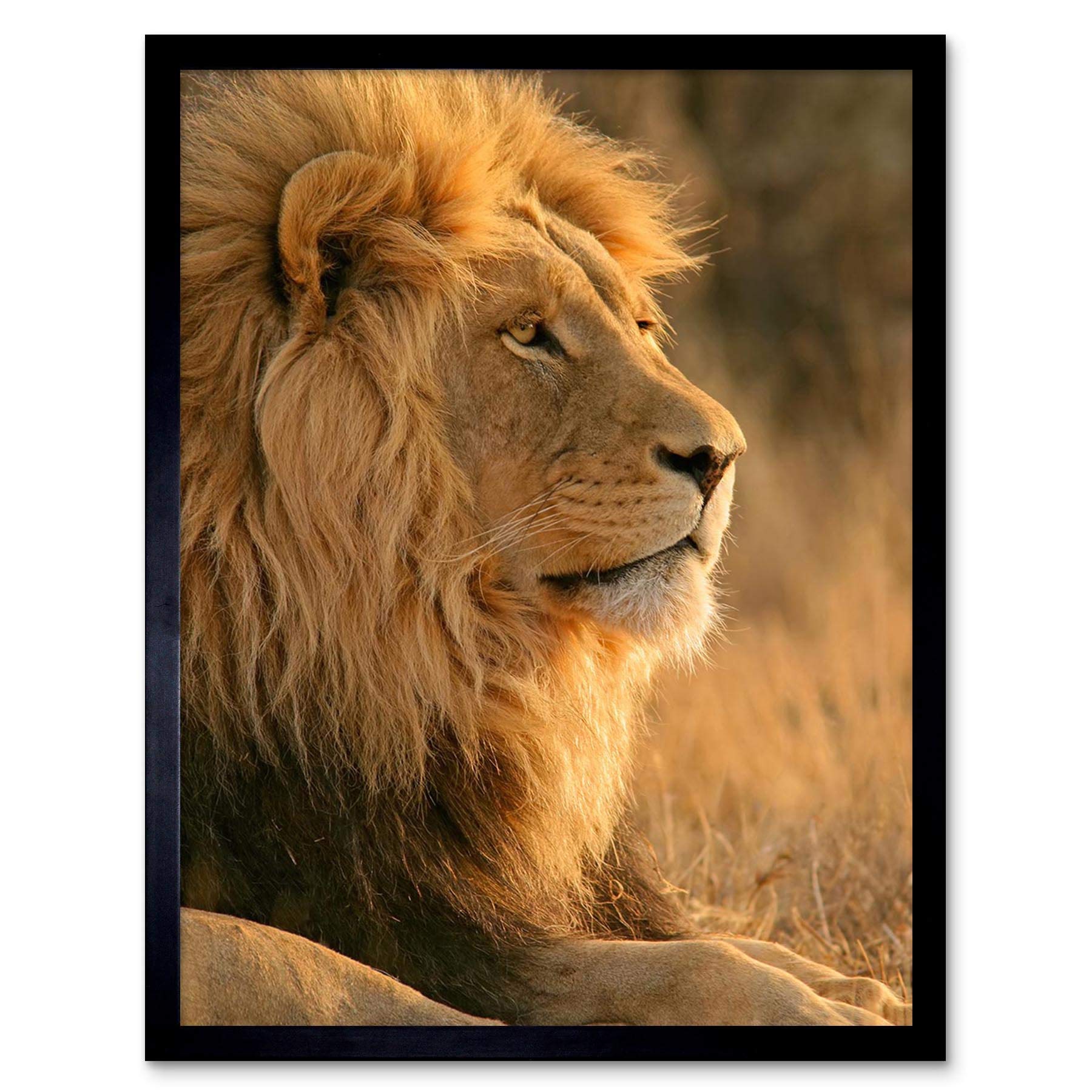 Big African Lion Sitting Sun 12X16 Inch Framed Art Print