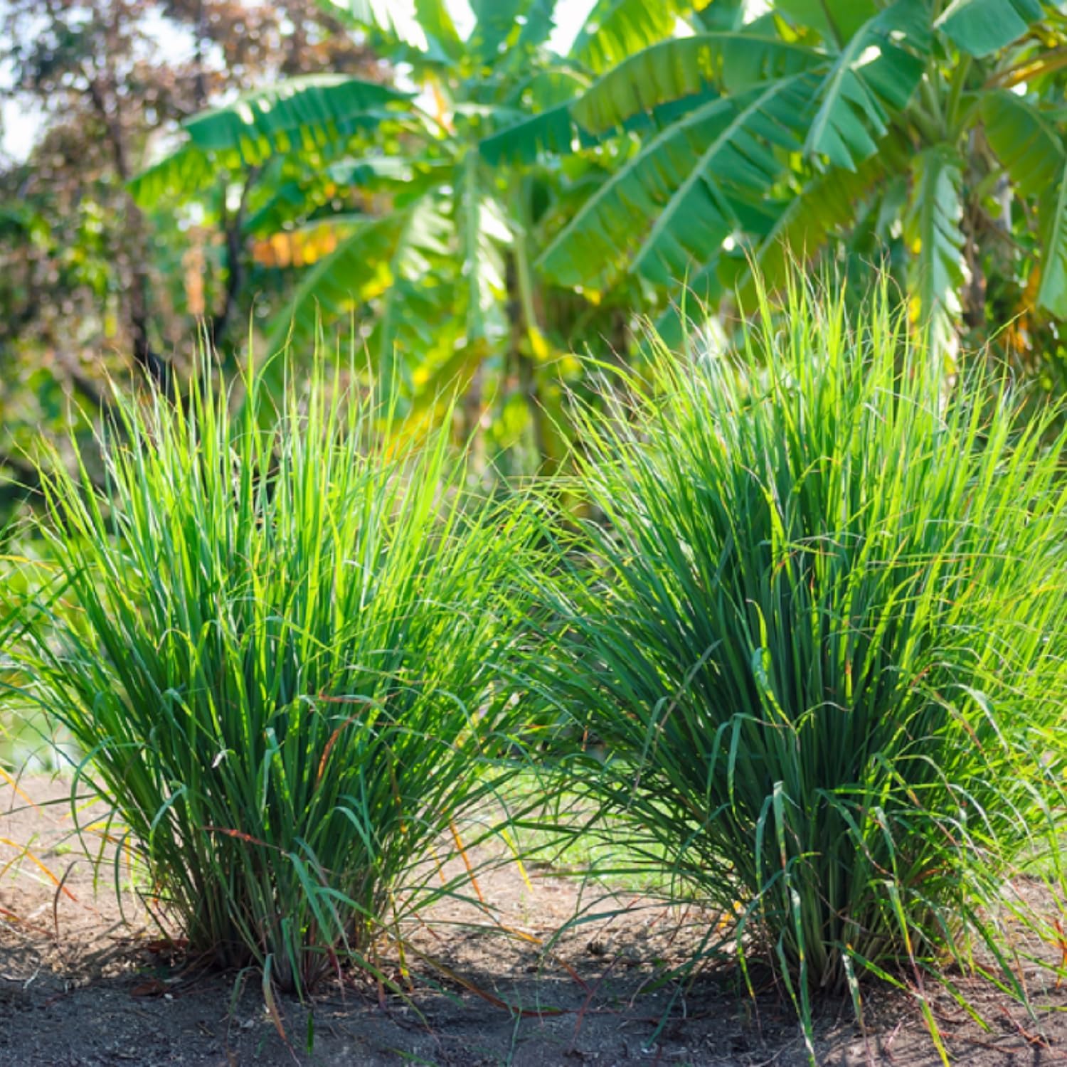 5 Lemongrass Plants Live Outdoor, Lemon Grass Herb in Gal Pot, Fresh Fragrant Lemon Grass Stalks Plants