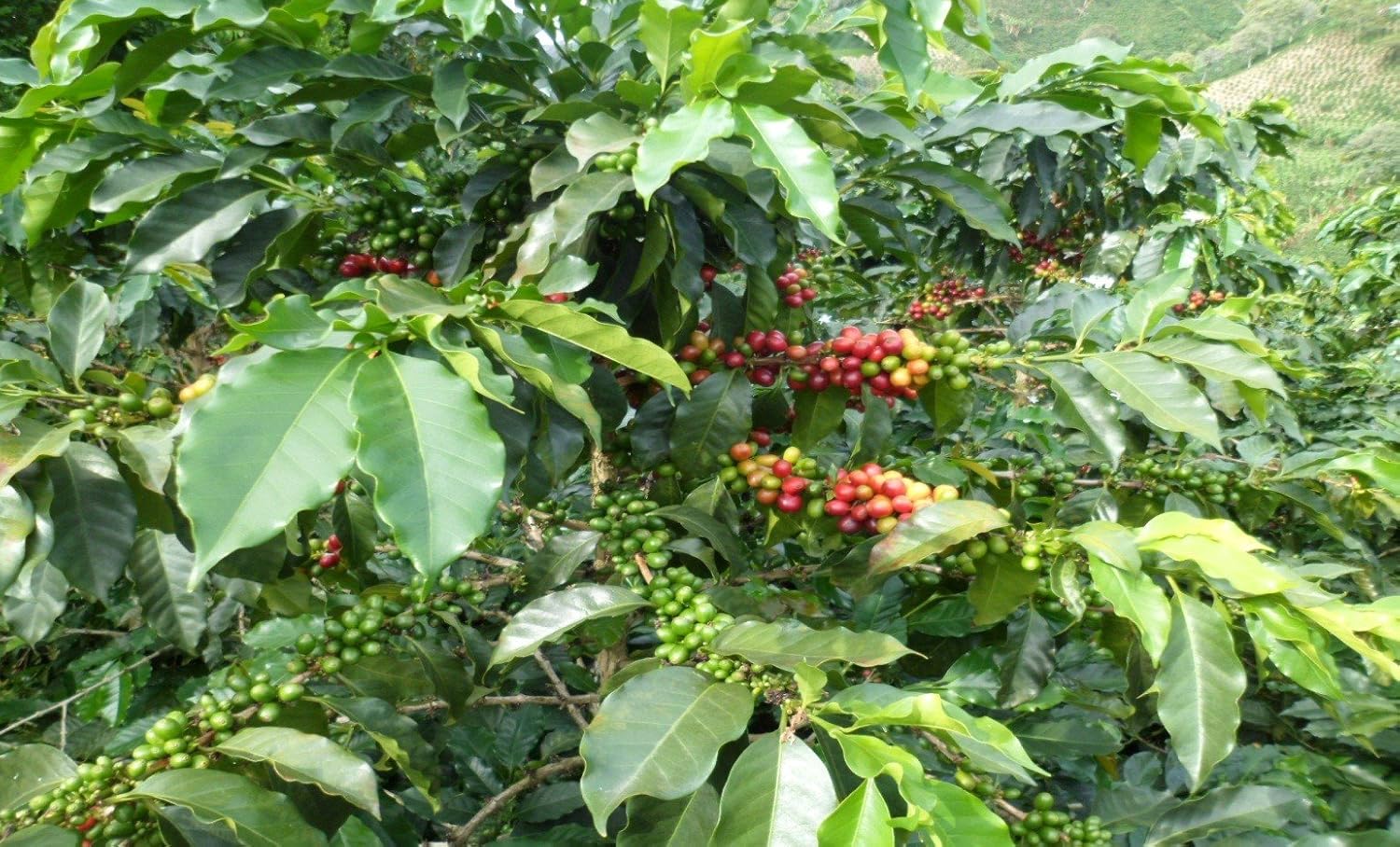 Green coffee Beans Special Colombian Micro Lots, unroasted Coffee 100% Arabica (5 LB)