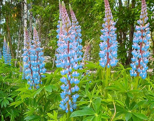 Miniatura 2 de Mount Rainier - Paquete de semillas de flores silvestres de altramuces sil