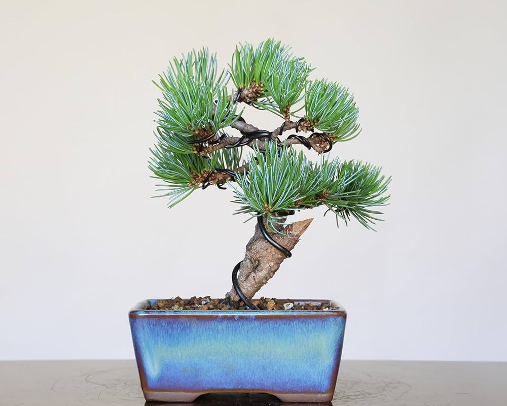 「亦盆栽」五葉松 那須娘 小品盆栽 Amazon.co.jp: 那須五葉松 八房品種『那須娘』小品盆栽【泰寿園