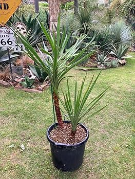 耐寒性ユッカ　レクルビフォリア大株◇ドライガーデン多肉サボテン島アガベ ヤシ南国 耐寒性ユッカ レクルビフォリア大株◇ドライガーデン多肉