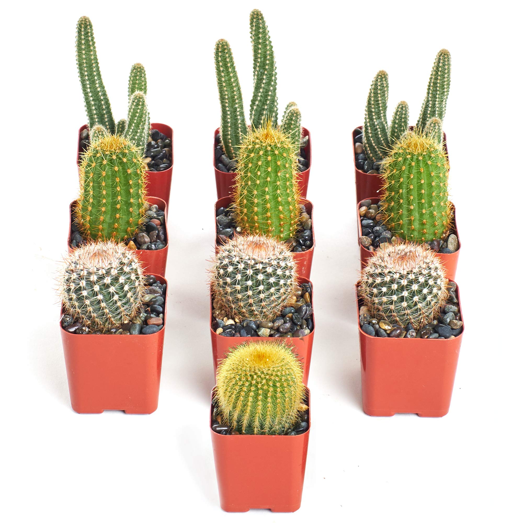 Nala ナラ Cactus all in one Nala ナラ Cactus all in one Amazon.com