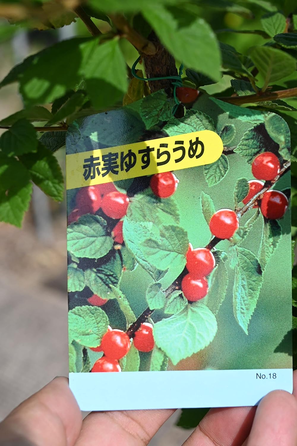 Amazon Co Jp ゆすら梅 白実 赤実 セット Diy 工具 ガーデン