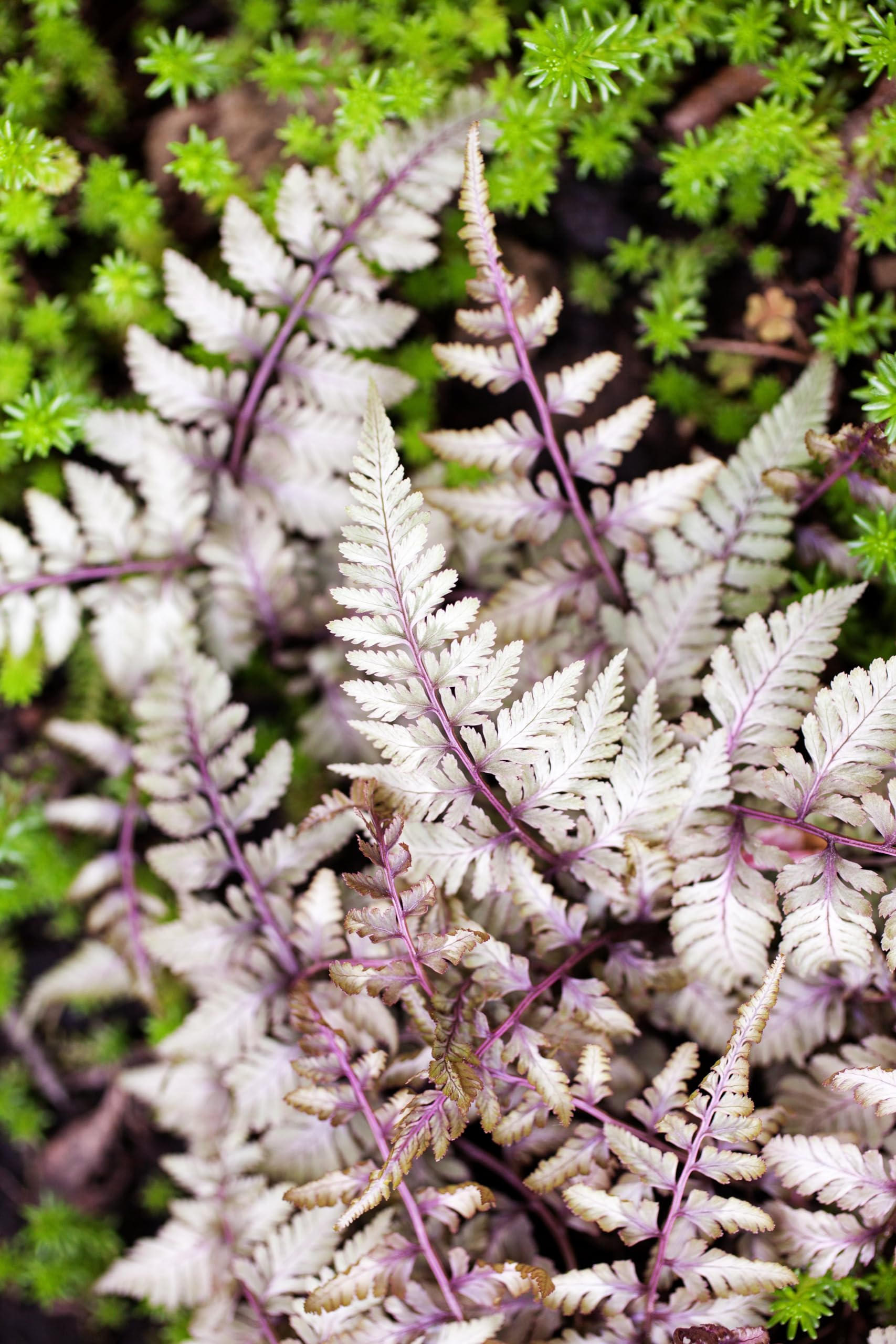 Stauden Gänge 3 x Athyrium niponicum 'Burgundy Lace' im 1 Liter Topf (Farn/Winterhart/Mehrjährig/Staude/Stauden) Japanischer Regenbogenfarn - Farbenspiel aus Burgunderrot und Silber