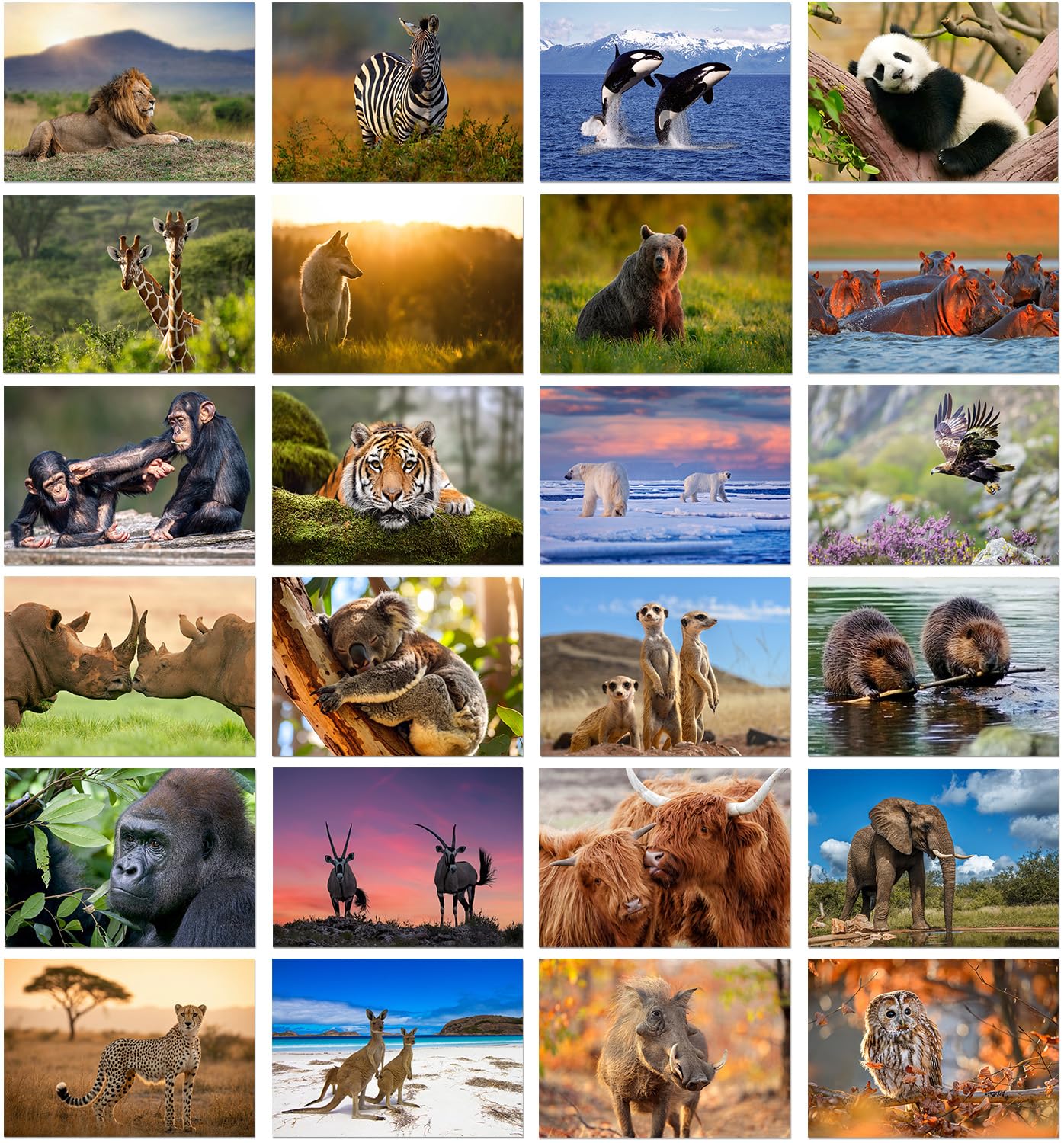 24 x Wild Animals Greeting Cards Blank. A great value Multipack, Eco Friendly and Designed and Printed in the UK