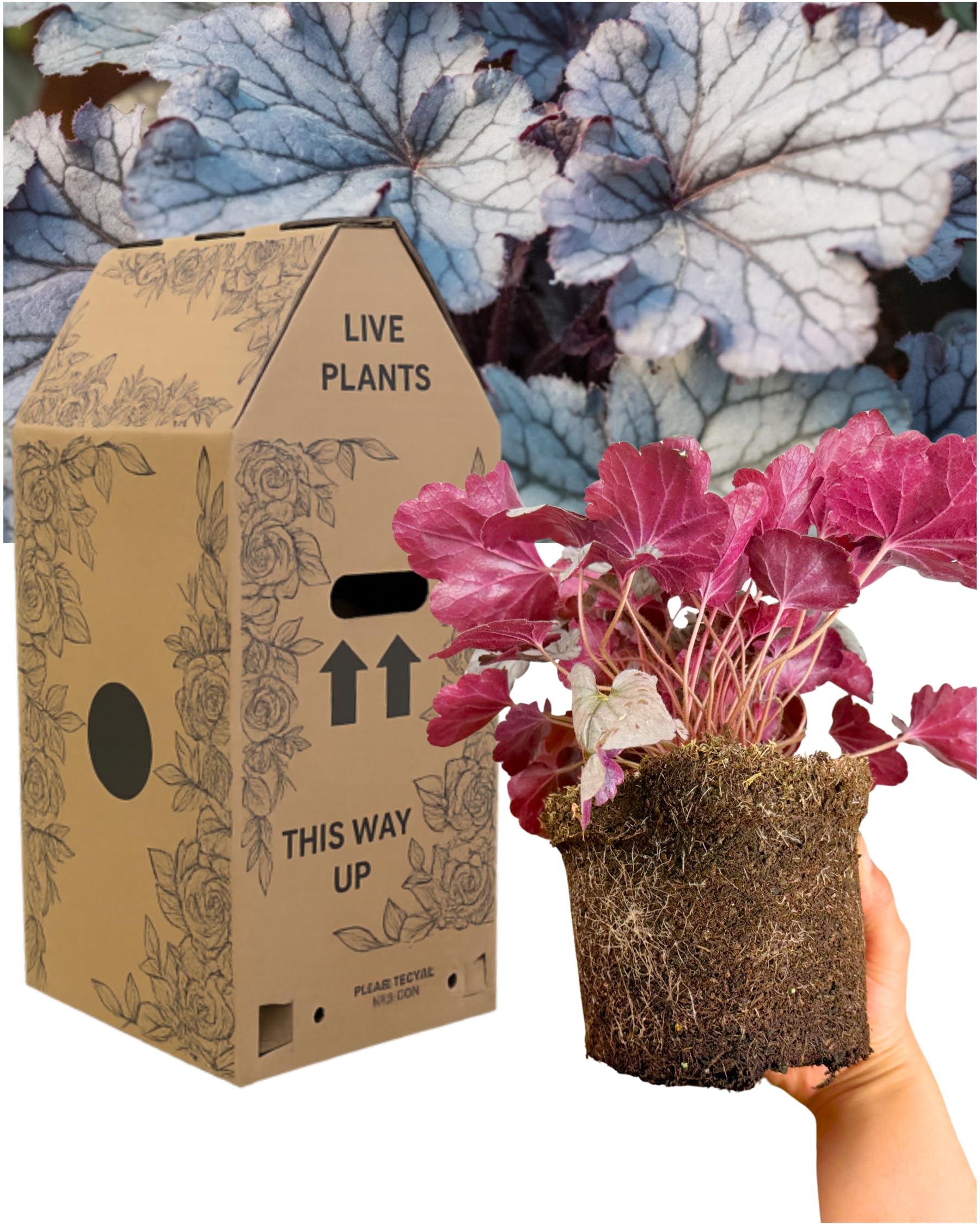 Verdant Living 1x Heuchera Plant – Huckleberry Coral Bells. Flowering Evergreen Perennial for Pots, Beds & Borders. Delivered Fresh, Supplied in Large 2L Rootball. Peat Free & Outdoor Garden Ready — image 1