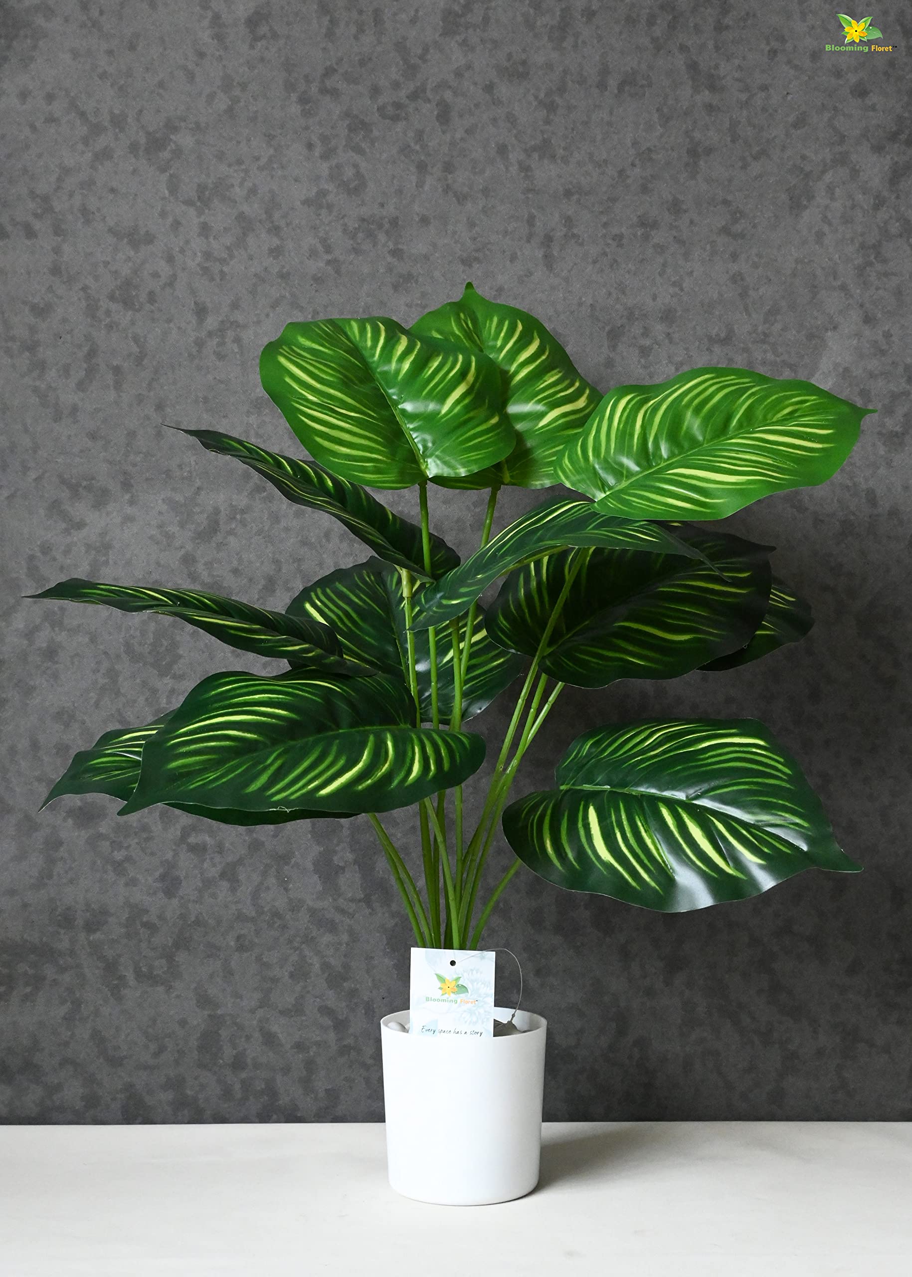 Blooming Floret Polyester Artificial Plant Calathea Orbifolia Plant For Home Decor/Office Decor/Gifting|65 Cm Short Ornamental Plant With Basic Black Pot|12 Leaves|Natural Looking Indoor Plant