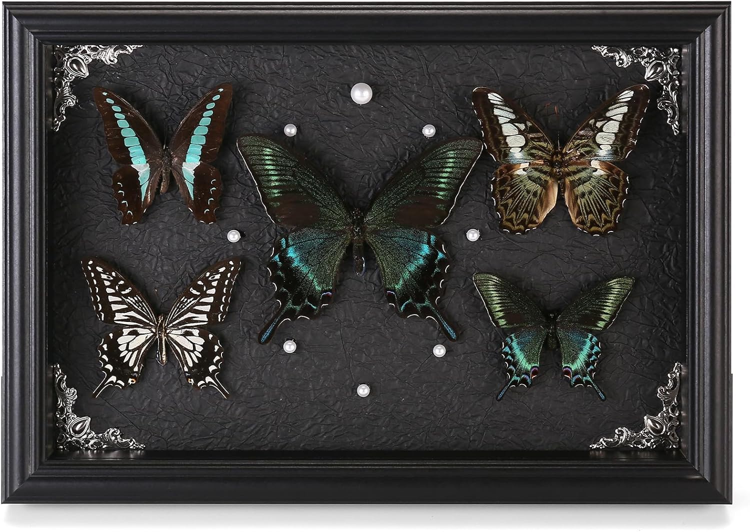 Real Framed Butterfly Taxidermy Collection - Set of 5 in Shadow Box Display - Natural Wood Frame with Museum Quality Preservation - for Home Decor, Wall Art, Gift