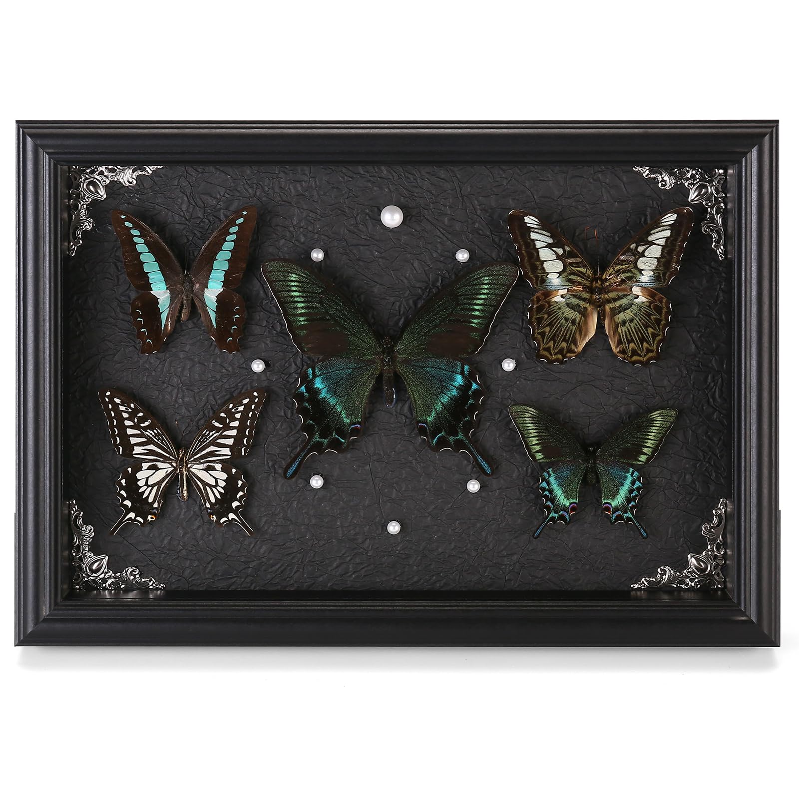 Photo 1 of ***Broken wings/ falling apart***Real Framed Butterfly Taxidermy Collection - Set of 5 in Shadow Box Display - Natural Wood Frame with Museum Quality Preservation - for Home Decor, Wall Art, Gift***Broken wings/ falling apart***