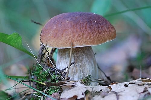 Miniatura 6 de Porcini Seta (King Boletus) Esporas de micelio desnudas orgánicas secas